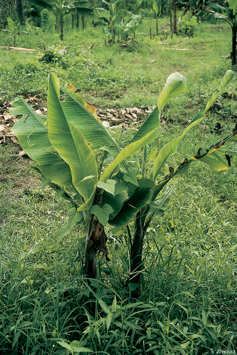 Short, narrow and upright leaves give infected plants the bunchy top appearance after which the disease is named.