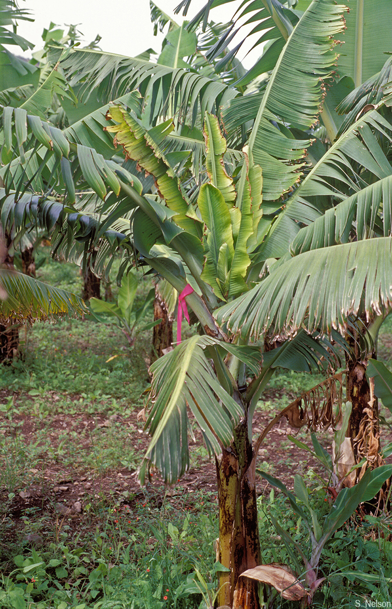 Symptoms of bunchy top in leaves that emerged after the plant was infected with the virus by an aphid.