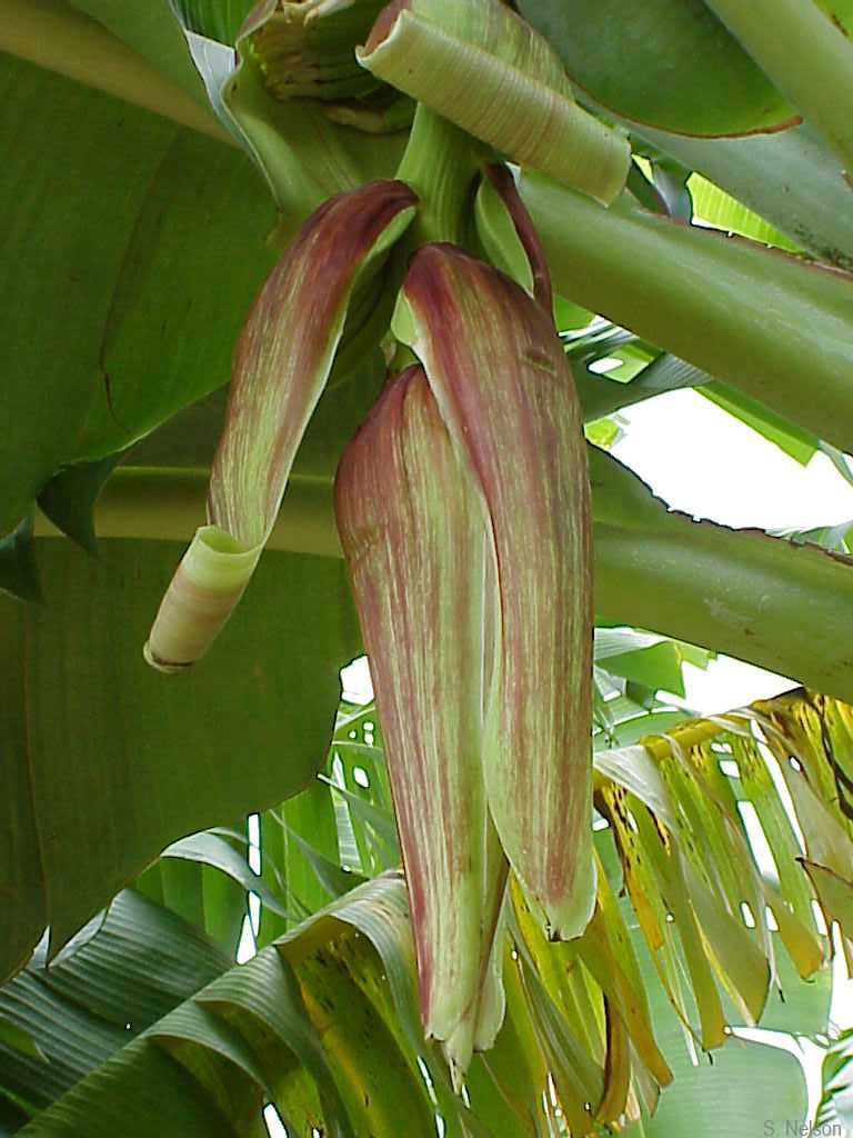 Mottled inflorescence of a plant infected at a late growth stage. The mottling pattern is formed by the discontinuous streaks in the veins of the bracts.