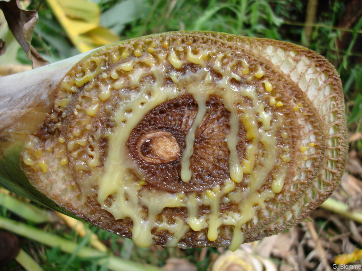 Cream to pale yellow bacterial ooze appears soon after the pseudostem is cut.
