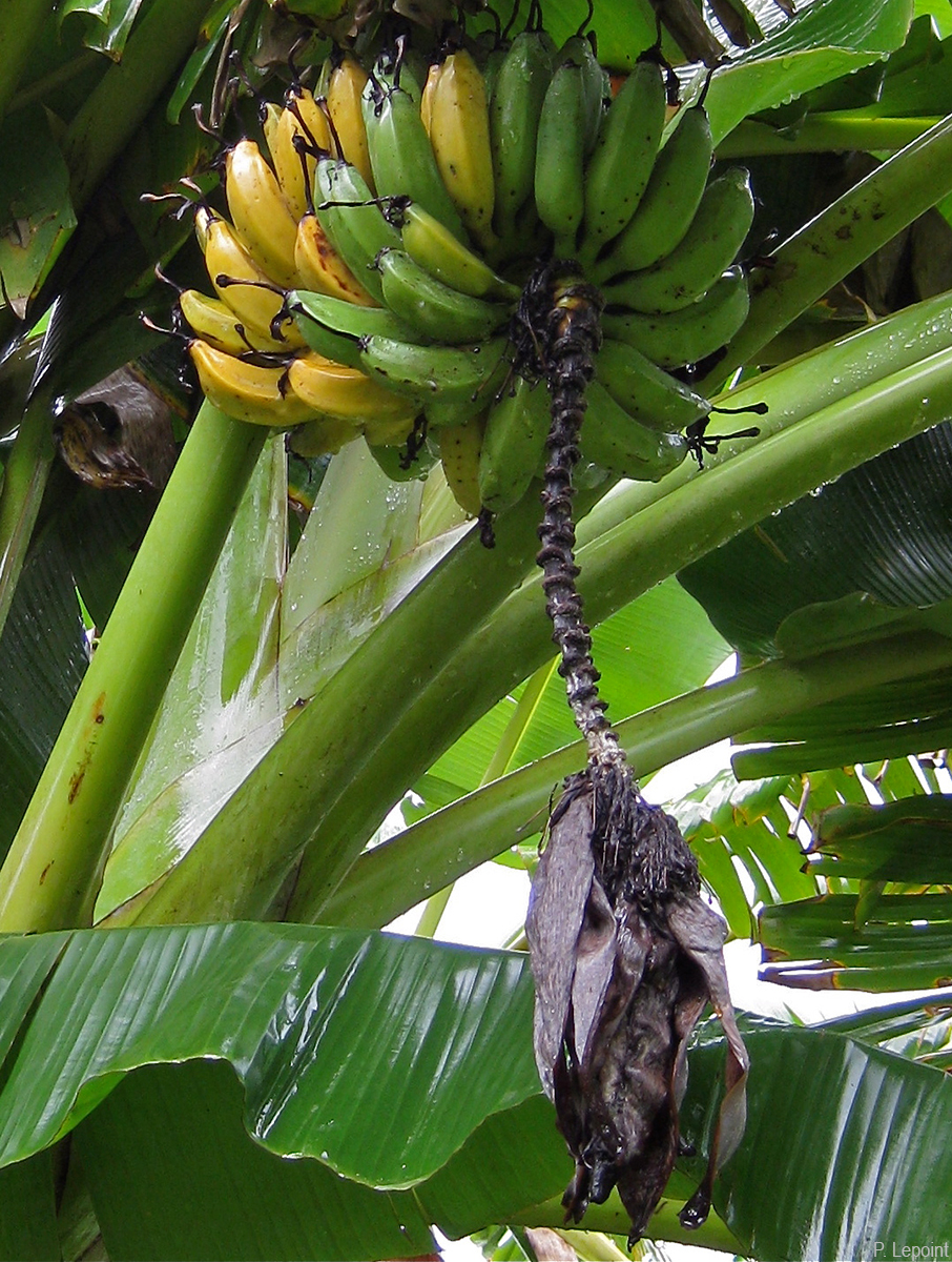 A shrivelled male bud and uneven ripening of the fruit are typical symptoms.