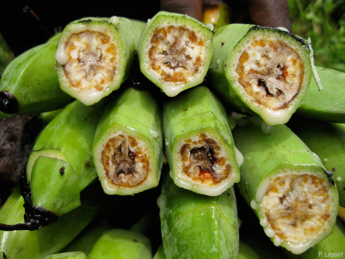 The fruits rot and stay on the stalk. The discouloration of the pulp ranges from brown to black.