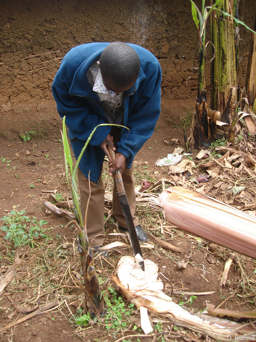 Destruction of apical meristem