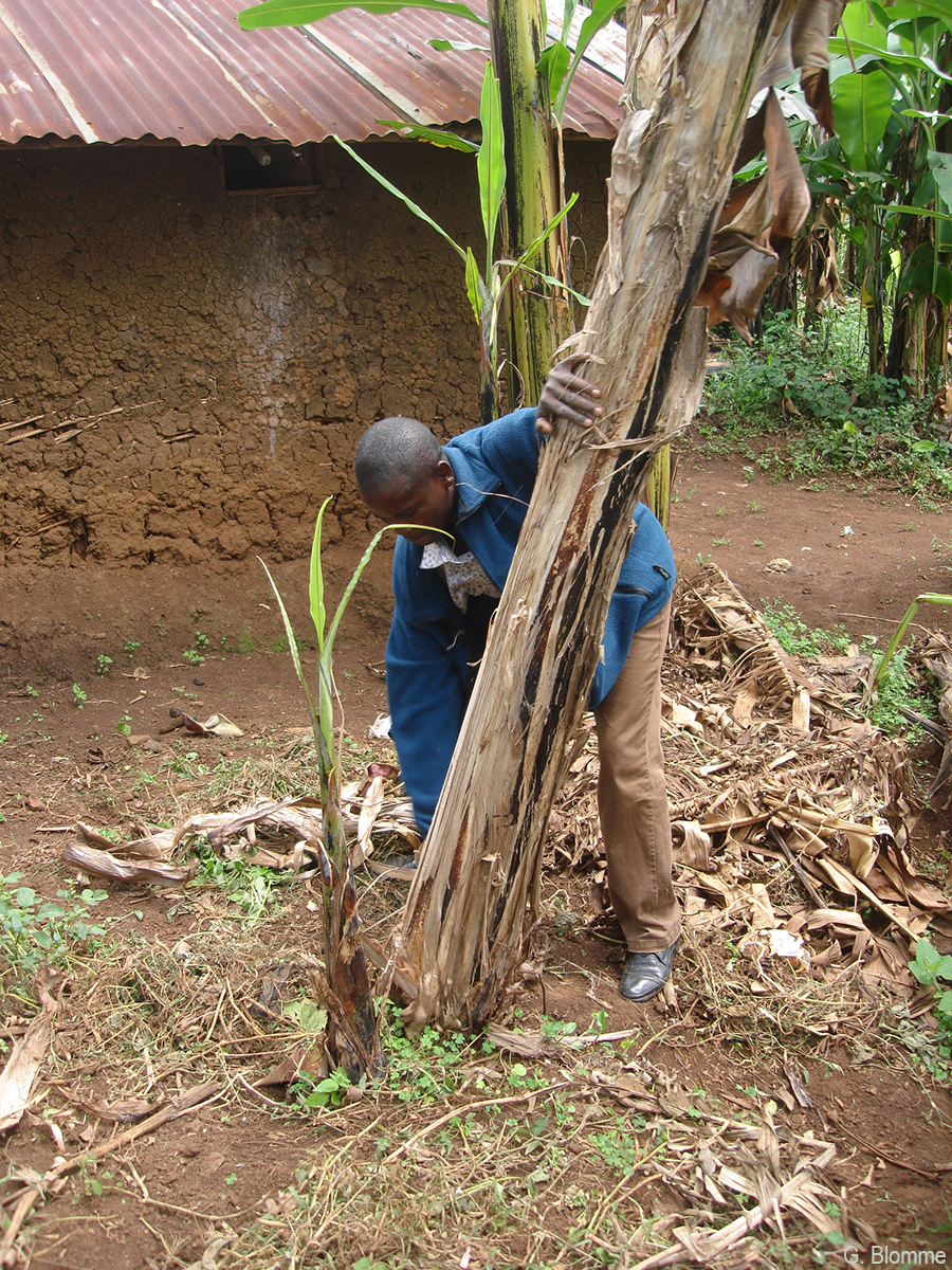 Cutting diseased stem at soil level