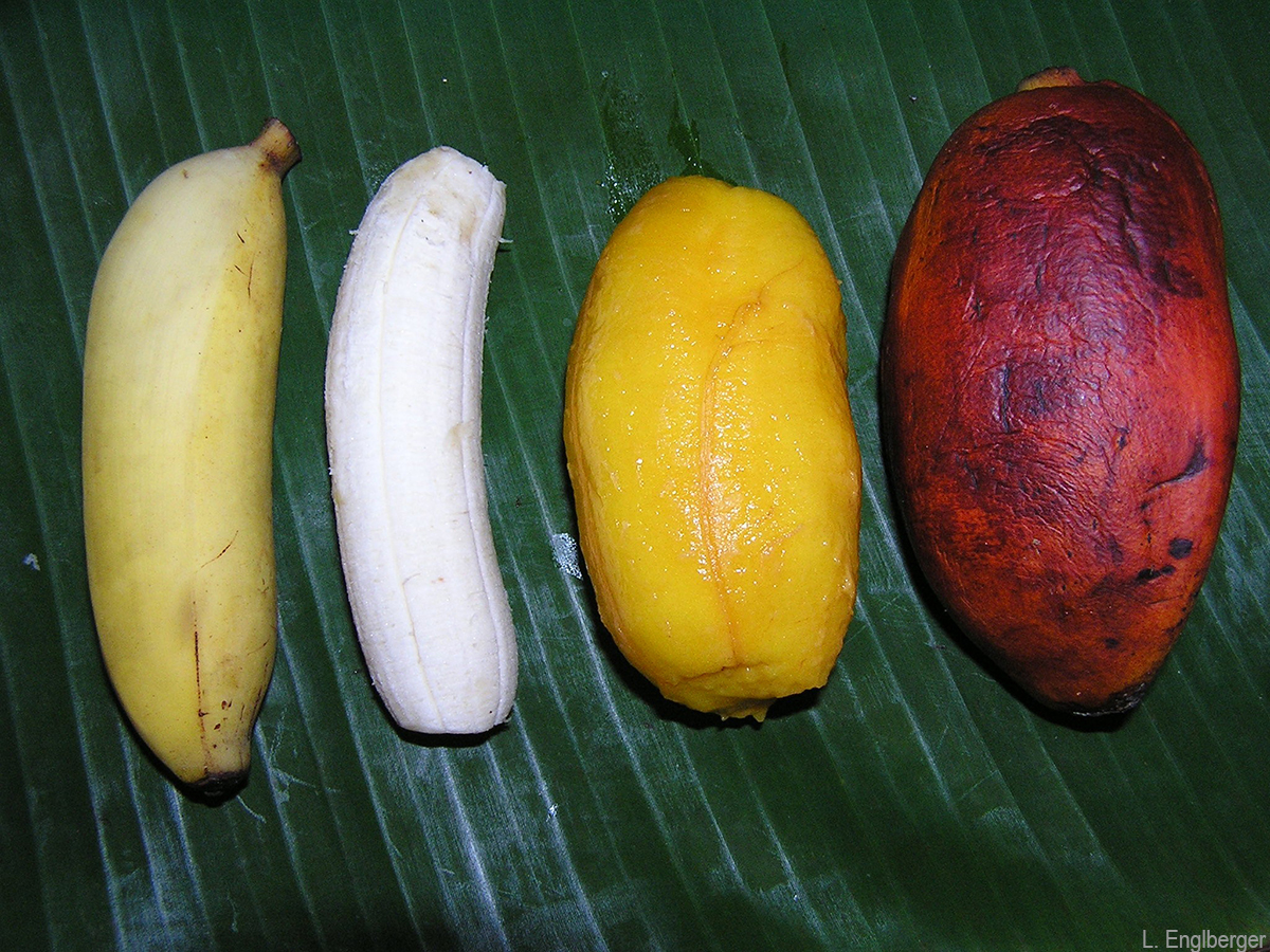 The Karat banana (right) contains 100 times more pVACs than the Cavendish banana.