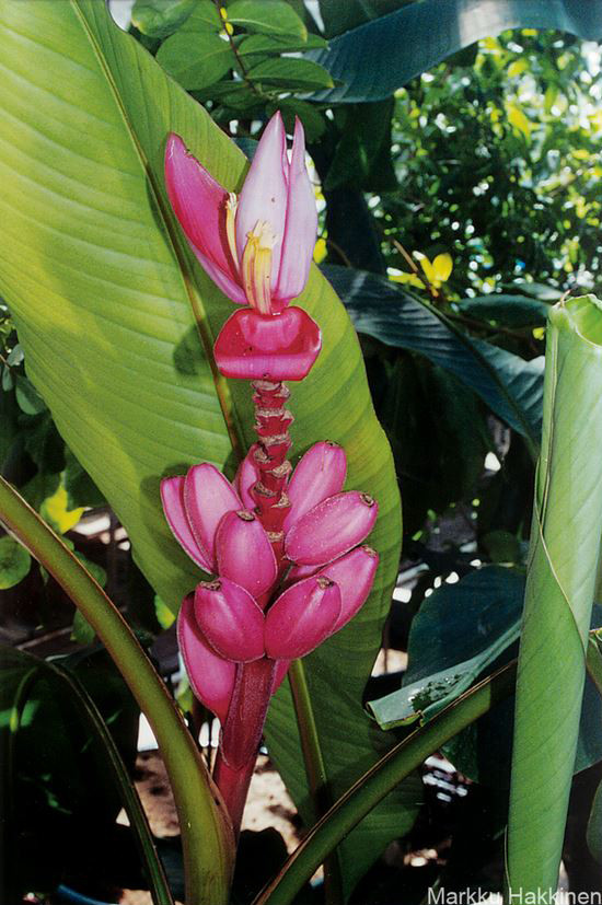 The species in the former Rhodochlamys section were described by Cheesman as being less than 3 meters high, having upright inflorescences, few flowers to a bract and brightly coloured bracts. (Photo: Musa velutina)
