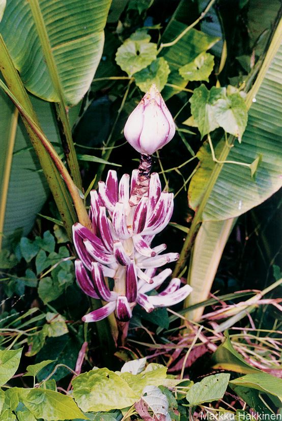 The species in the former Callimusa section vary widely in size and habit. According to Cheesman, the main difference with the Australimusa section was the distinctive seed shape of the species in the Callimusa section. (Photo: Musa campestris)