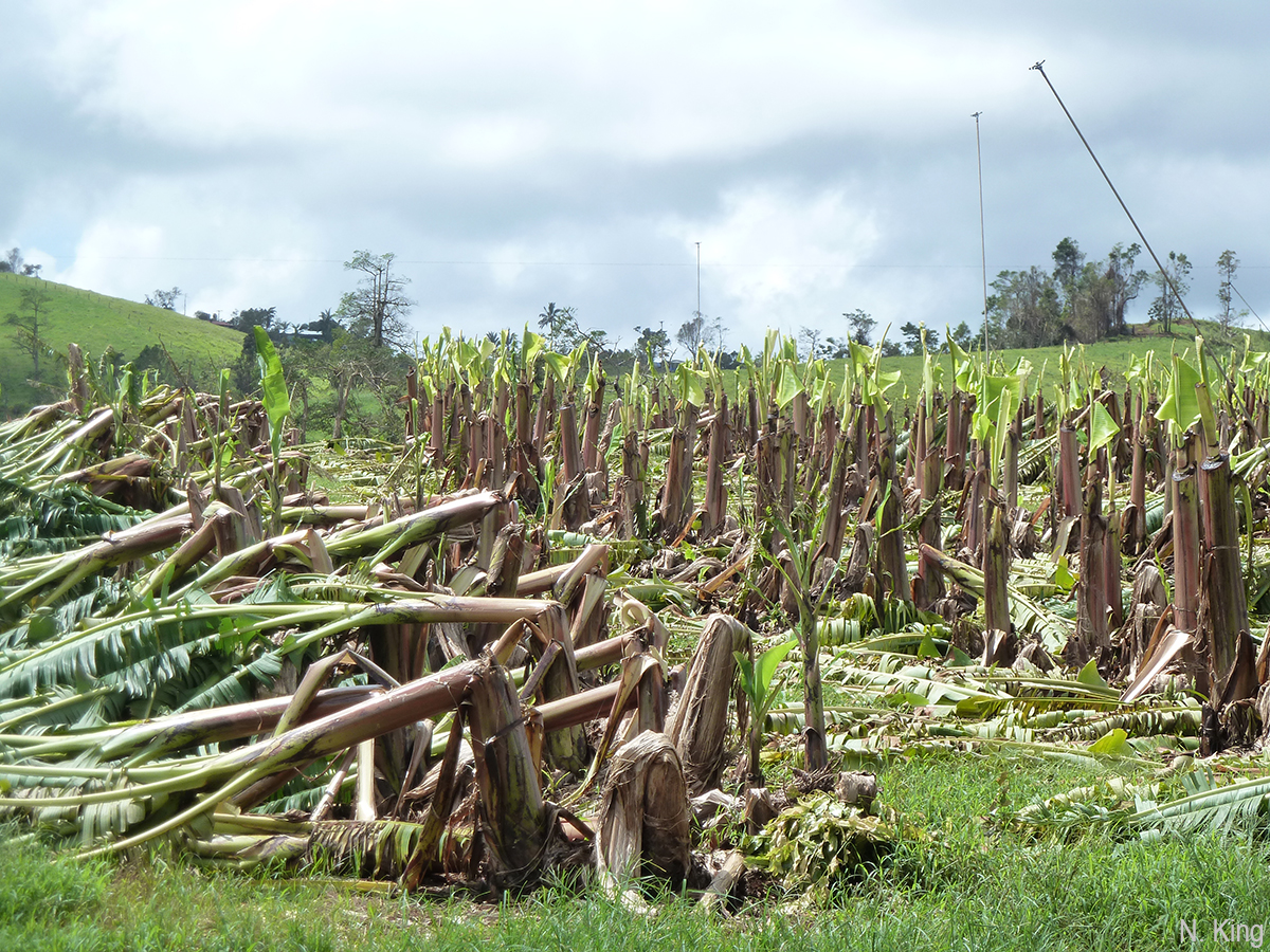 Plants whose canopy had been removed before cyclone Yasi next to doubled over control plants.