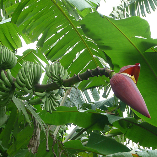 Musa Acuminata Malaccensis 70x