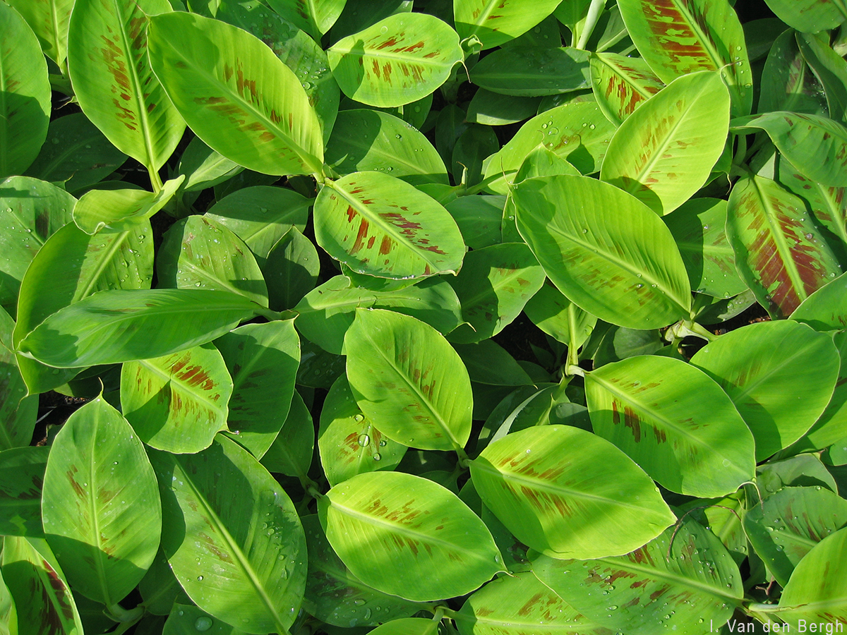 Tissue-culture plantlets