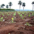 Field-testing of genetically modified (GM) bananas, in Uganda