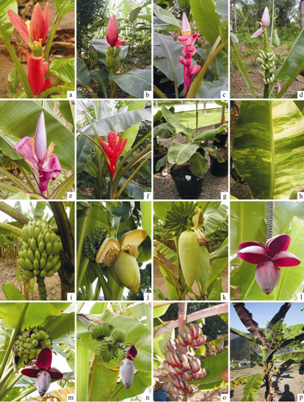 Some of the promising accessions: a) Musa laterita b) Bronze c) Musa velutina d) Musa ornata e) Royal f) Musa coccinea g) dwarf mutant h) variegated mutant i) Calcutta 4 j) Musa basjoo k) Cici l) and m) Musa balbisiana n) Benedetta o) Caru Roxo p) Monyet (Musa acuminata ssp. zebrina). 
Photos Everton Hilo Souza)