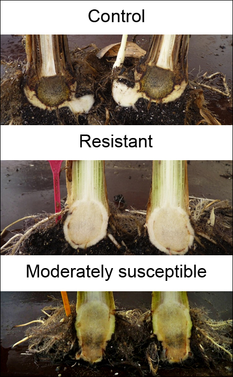 Results obtained with the segregating population