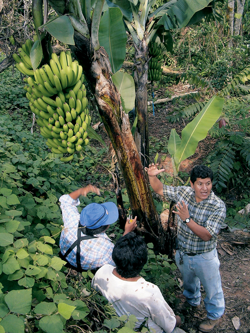 Cavendish Subgroup Improving The Understanding Of Banana