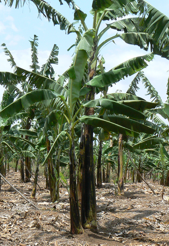 East African highland banana plant