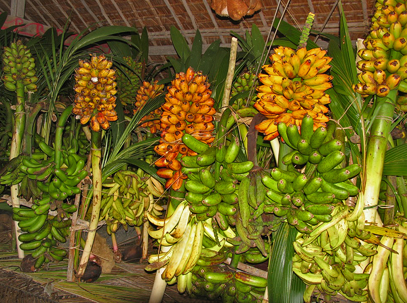 At first glance the diversity of bananas reflects the proximity to PNG, but too little is known about the diversity in either country to fully understand their interrelationships. Efforts to conserve bananas are similarly under-resourced, making it easier for nature to regain her place. (Photo Jeff Daniells)