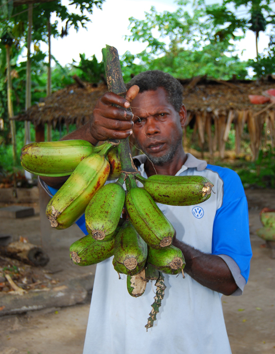 The other two collections are on the main island of Guadalcanal, near the capital Honiara. One is close to the airport and the other is 25 km away at Sasa. It is maintained by Regional Boni, seen in the photo holding a Popoulu banana called Chuchu Chichi. Its fruits usually have more red, hence the word chichi in its name, which means red. Chuchu is a generic name for Popoulu bananas which, along with Maolis and Iholenas, form the loosely called Pacific plantains. (Photo Gabriel Sachter-Smith)